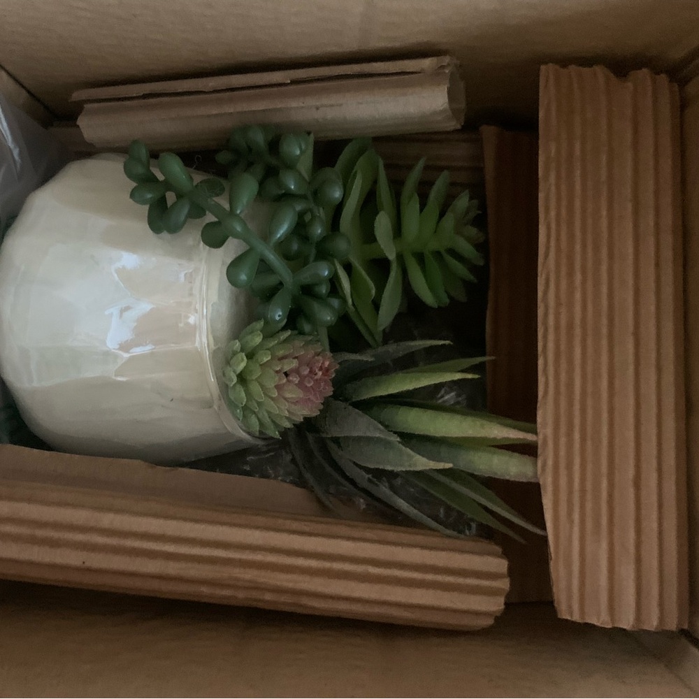Succulent Fairy Beach Garden - Picture 5 of 5